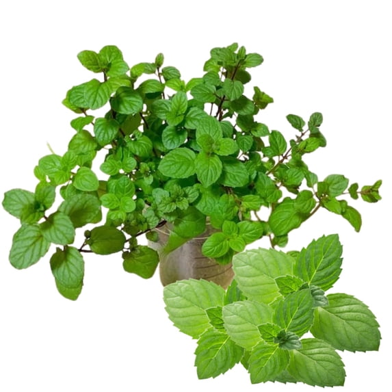 Fresh Peppermint Live Plant in 3.5 Inch Pot, Mint Herb Live Plant for Indoor Outdoor Growing, Spring Planting