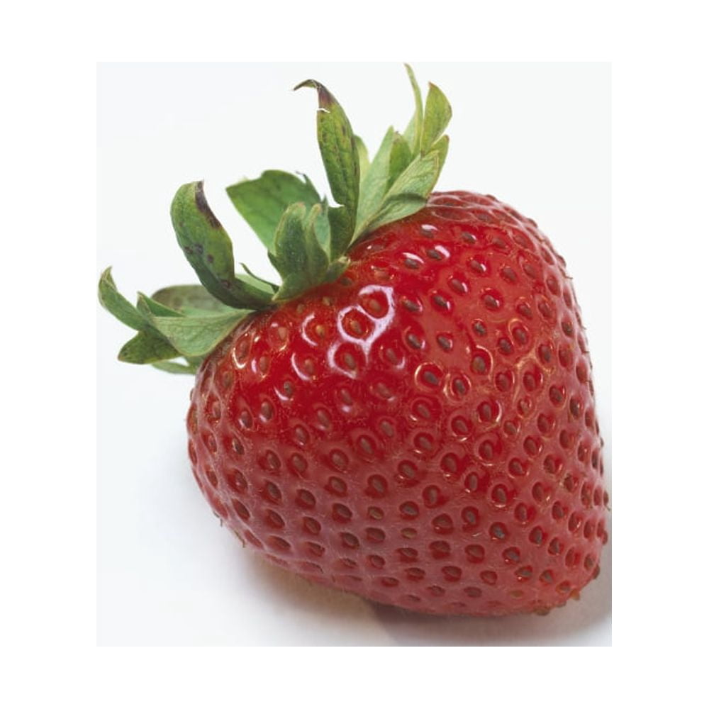 Fresh Ripe Strawberry Against White Background Canvas Art - Bruno Crescia Design Pics (15 x 15)
