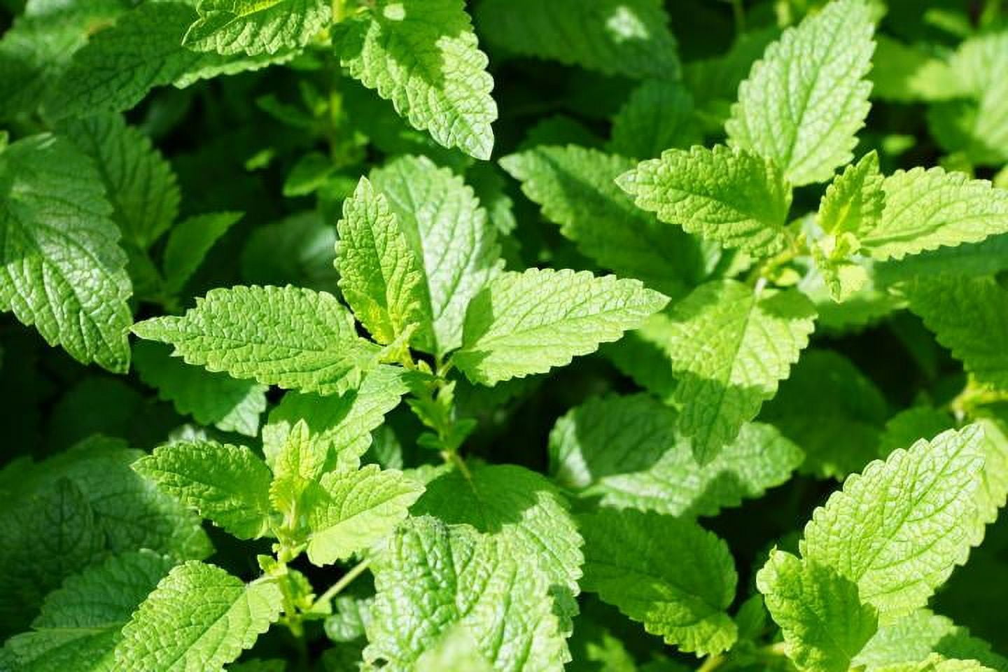 Fresh Rocket Farms 3" Potted Living Culinary Herb Mint Plant