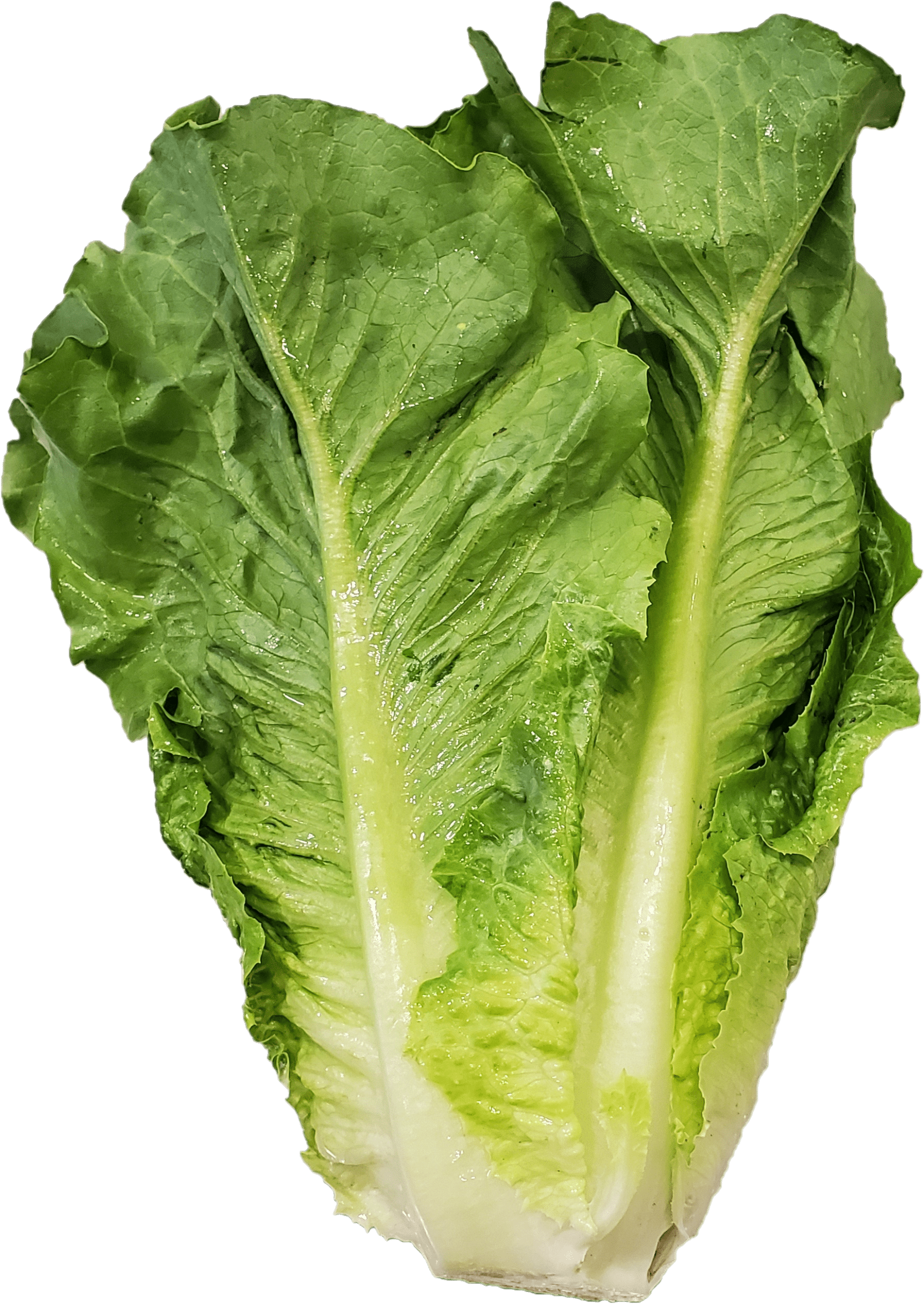 Fresh Romaine Lettuce, Each