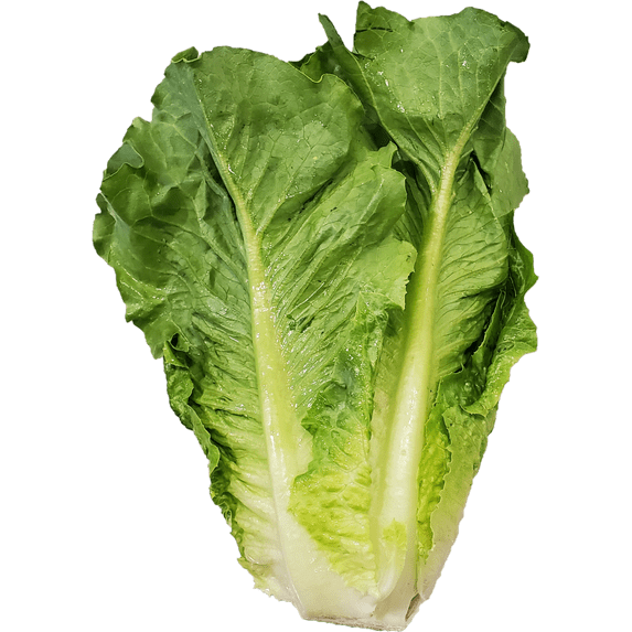 Fresh Romaine Lettuce, Each