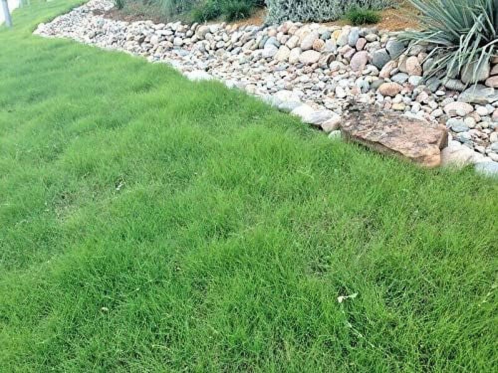Fresh Seeds 1OZ=15,000 Buffalo Grass Seed Native Prairie Sedge Low