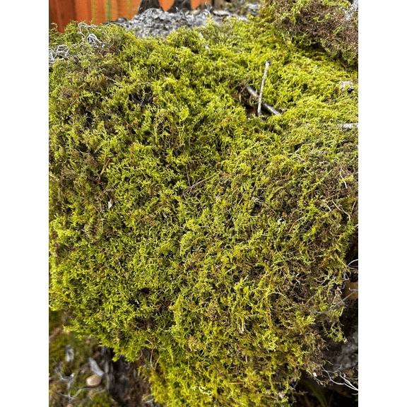 Fresh Sheet Moss 1LB