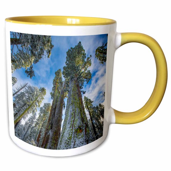 3drose, Fresh Snow Coating the Trunks of These Forest Giant., 11oz Two-tone Yellow Mug