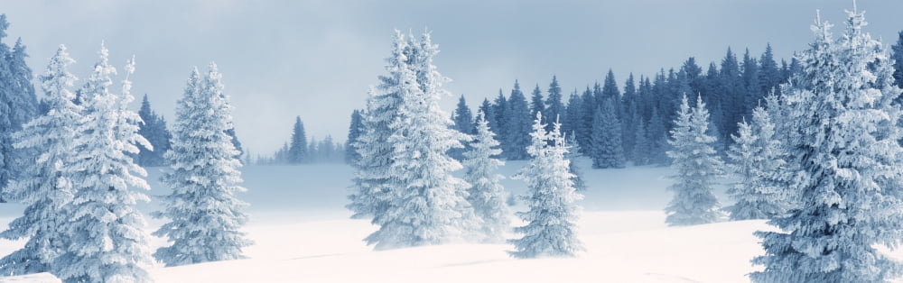 Fresh Snow On Pine Trees Taos County New Mexico USA Canvas Art - Panoramic Images (36 x 12)
