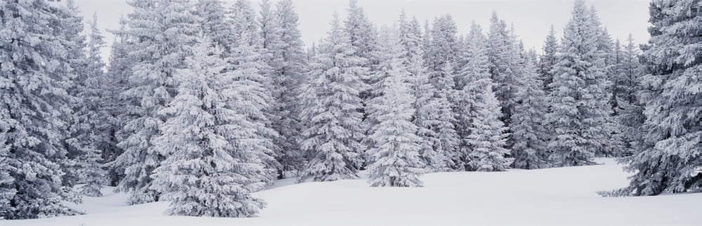 Fresh Snow on Pine Trees Taos County NM Canvas Art - Panoramic Images (36 x 12)