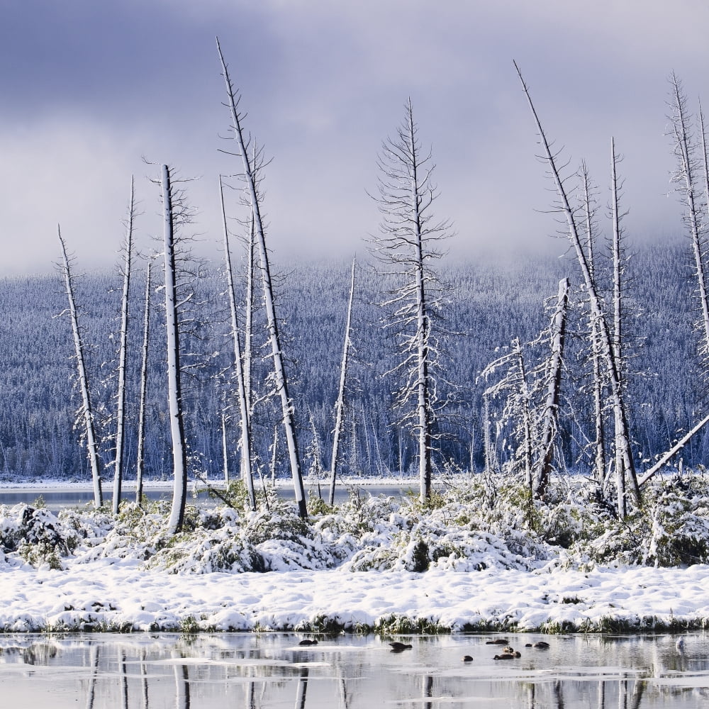 Fresh Snowfall And Bare Trees On The Vermillion Lakes Banff National Park Alberta Canada Canvas Art - Ken Gillespie Design Pics (24 x 24)