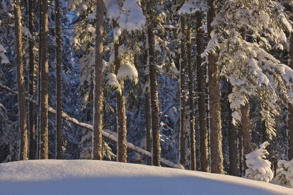 Fresh Snowfall On Spruce Forest On The Anchorage Golf CourseAnchorage Alaska Usa Canvas Art - Kevin Smith Design Pics (19 x 12)