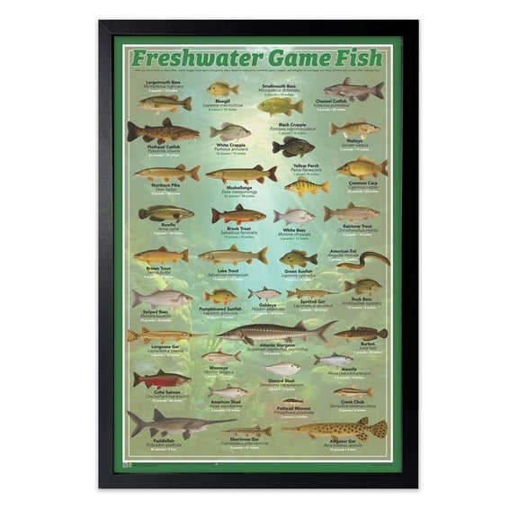 Fresh Water Game Fish Poster - 24" x 36" with Black Frame