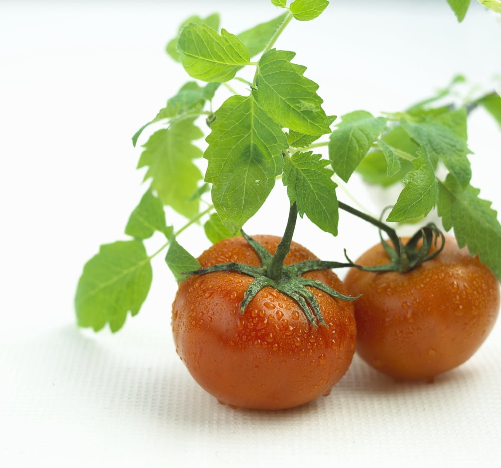 Fresh Wet Red Tomatoes On White Background Canvas Art - Bruno Crescia Design Pics (32 x 28)