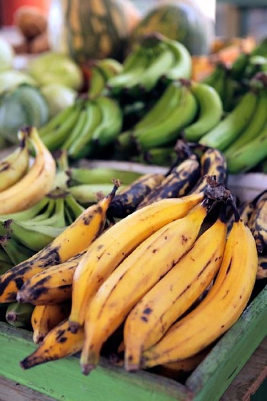 Fresh bananas at the local market in St Johns Antigua Canvas Art - Kymri Wilt DanitaDelimont (19 x 29)
