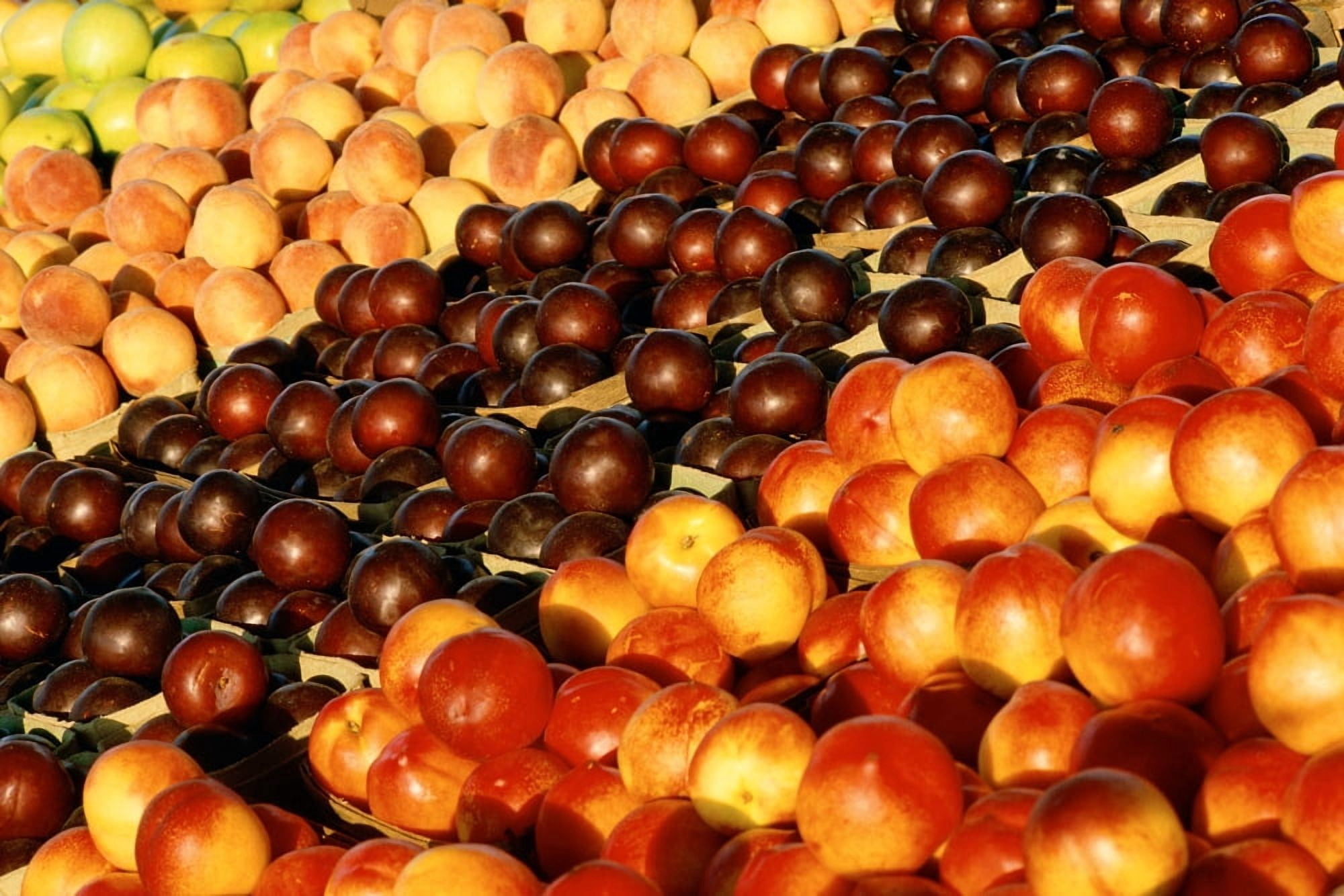 Fresh fruits on display Canvas Art - Panoramic Images (18 x 24)