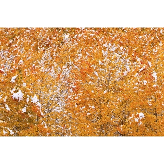 Fresh snow on fall aspens along Bishop Creek Inyo NF Sierra Nevada Mountains California Poster Print by Russ Bishop