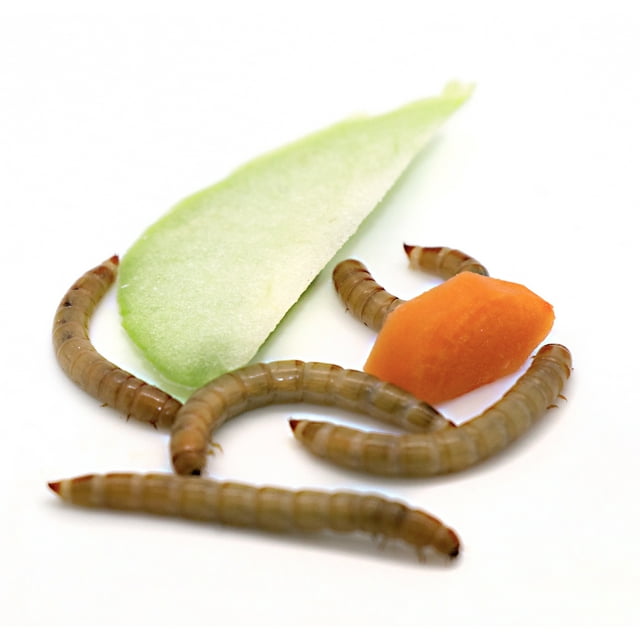 Freshinsects 1000 Live Large Mealworms Organically Grown, Feed Reptile, Birds, Fishing Best Bait