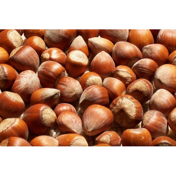 Freshly Harvested American Grown Raw In-shell whole Hazelnuts Filberts Large  - 4LB