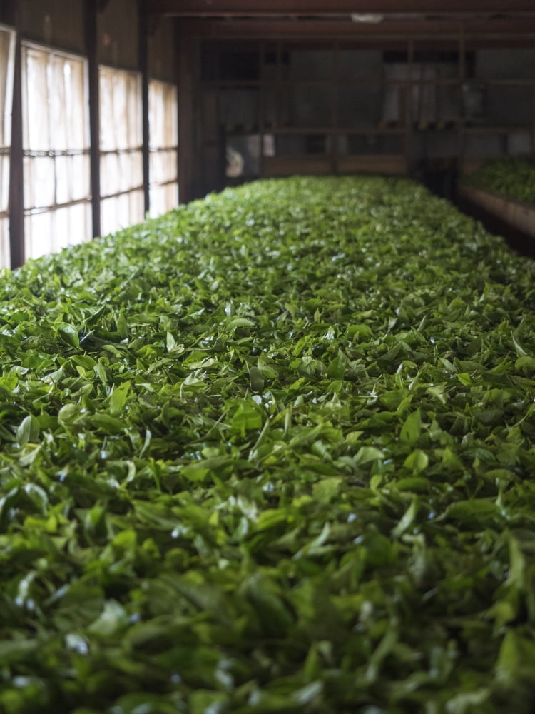 Freshly picked tea leaves being prepared for drying in Norwood Estate tea factory Nuwara Eliya Central Province Sri Lanka Canvas Art - Panoramic Images (12 x 16)