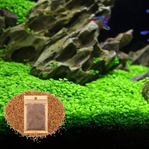 Freshwater Aquarium Dwarf Carpet Plant (Love Grass), Aquatic Ground Cover for Fish Tanks & Terrariums, Natural Plant Material, 1 Pack
