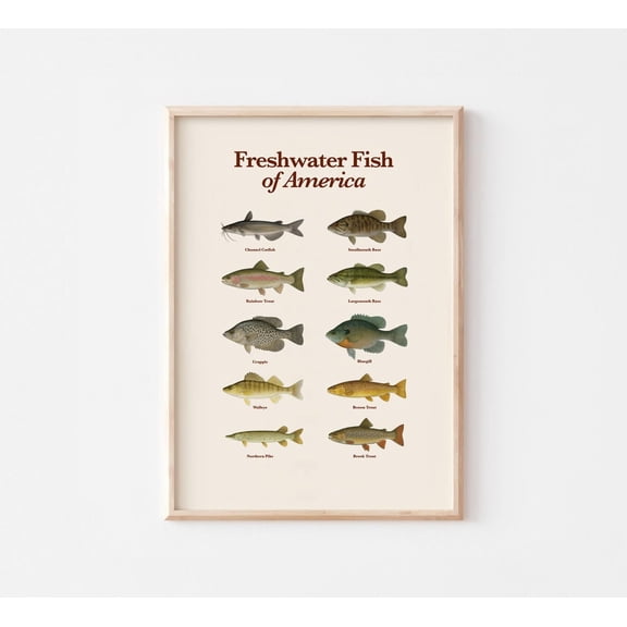 Freshwater Fish Of America Poster Educational Fishing Wall Art Illustrated Fish Species Chart, Modern Wall Art Decor UNFRAMED