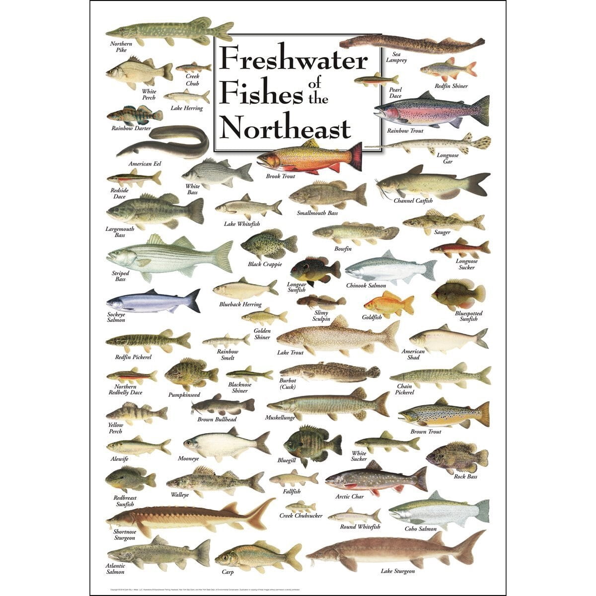 Freshwater Fishes of the Northeast - Poster Student Animal Poster ...