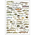 thumbnail image 1 of Freshwater Fishes of the Northeast - Poster Student Animal Poster Birthday Gift Children's Room Poster Bedroom Decor Office Decor Gifts, 1 of 1