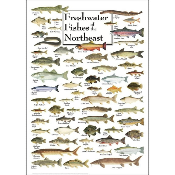 Freshwater Fishes of the Northeast - Poster Student Animal Poster Birthday Gift Children's Room Poster Bedroom Decor Office Decor Gifts