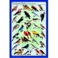thumbnail image 1 of Frey Scientific Backyard Birds Of North America Poster, 1 of 1