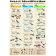 thumbnail image 1 of Frey Scientific Insect Identification Chart, 1 of 1