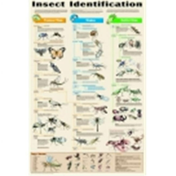 Frey Scientific Insect Identification Chart