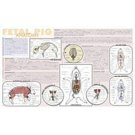 Frey Scientific Laminated Dissection Mat, .02 Mil Thick, Fetal Pig Anatomy Print