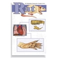 thumbnail image 1 of Frey Scientific Mini-Guide to Rat Dissection, 1 of 1