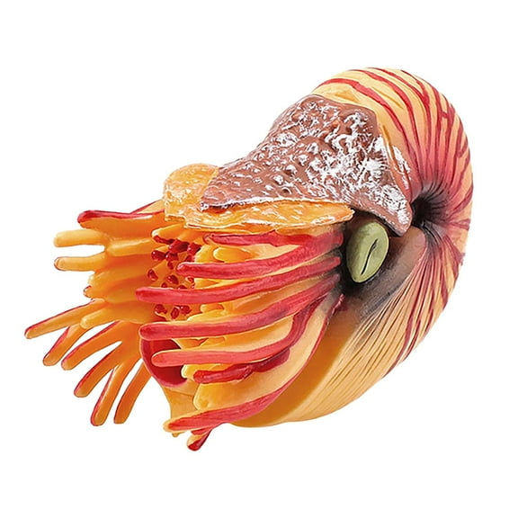 Fridja Children's Simulation Marine Life Model Solid Nautilus Animal Model Decoration Toys