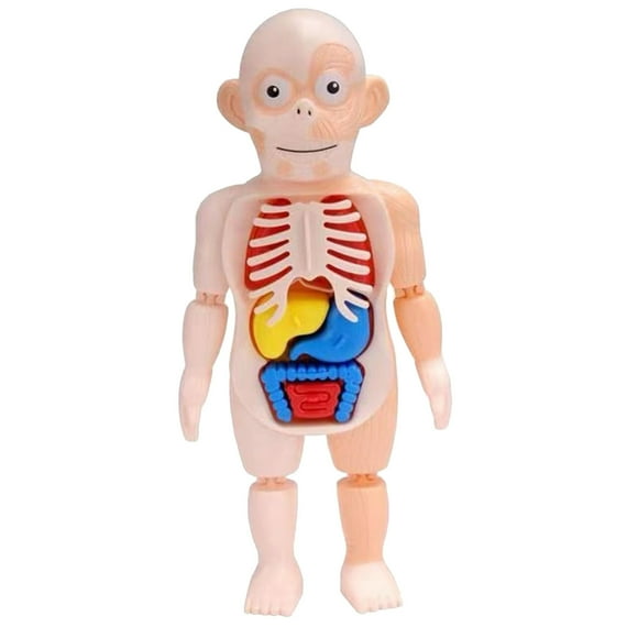 Fridja Children's Toy Human Body Model 3D Human Organ Anatomical Assembly Model