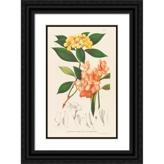 Friedrich Anton Wilhelm Miquel 16x24 Black Ornate Framed Double Matted Museum Art Print Titled: Annales Botanical Museums (1863)