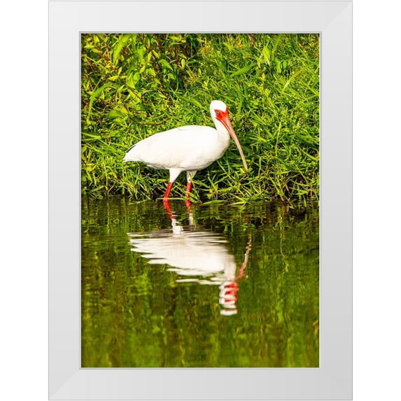 Friel, Bernard 11x14 White Modern Wood Framed Museum Art Print Titled - USA-Florida-Sarasota-Myakka River State Park-Wading Bird-Feeding-White Ibis