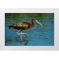 thumbnail image 1 of Friel, Bernard 14x11 White Modern Wood Framed Museum Art Print Titled - USA-Florida-Sarasota-Myakka River State Park-Glossy Ibis, 1 of 4