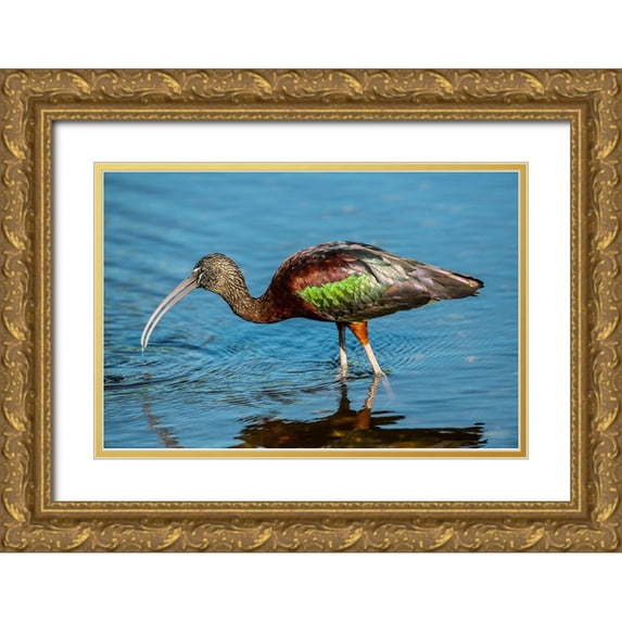 Friel, Bernard 18x13 Gold Ornate Wood Framed with Double Matting Museum Art Print Titled - USA-Florida-Sarasota-Myakka River State Park-Glossy Ibis