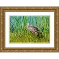 thumbnail image 1 of Friel, Bernard 18x13 Gold Ornate Wood Framed with Double Matting Museum Art Print Titled - USA-Florida-Sarasota-Myakka River State Park-Limpkin, 1 of 4