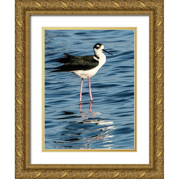Friel, Bernard 19x24 Gold Ornate Wood Framed with Double Matting Museum Art Print Titled - USA-Florida-Sarasota-Myakka River State Park-Black-necked Stilt