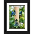 thumbnail image 1 of Friel, Bernard 23x32 Black Ornate Wood Framed with Double Matting Museum Art Print Titled - Florida-Immokalee-Midney Home-Indigo Bunting and female Painted Bunting on millet feeder, 1 of 4