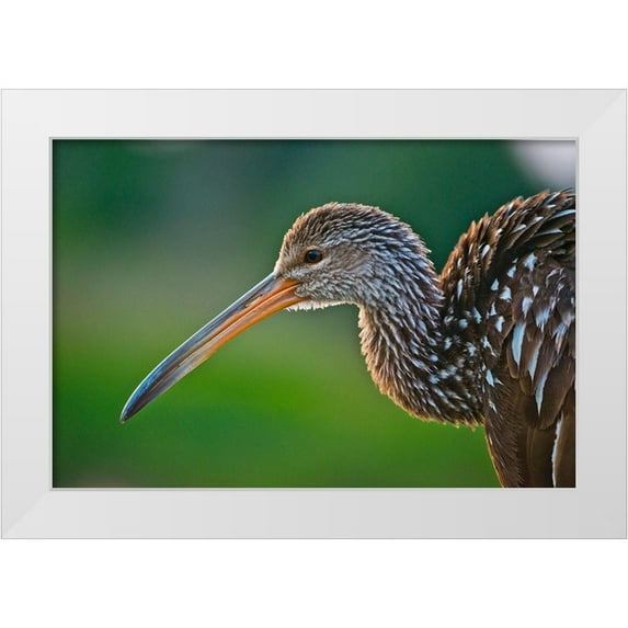 Friel, Bernard 24x17 White Modern Wood Framed Museum Art Print Titled - Florida-Sarasota-Celery Fields-Limpkin-on Boardwalk Railing