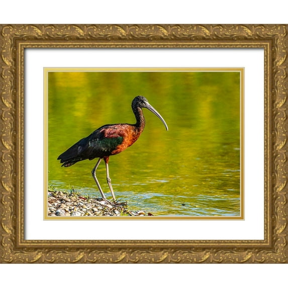 Friel, Bernard 24x19 Gold Ornate Wood Framed with Double Matting Museum Art Print Titled - USA-Florida-Sarasota-Myakka River State Park-Glossy Ibis
