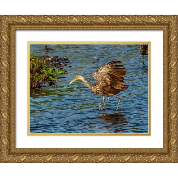 Friel, Bernard 32x25 Gold Ornate Wood Framed with Double Matting Museum Art Print Titled - USA-Florida-Sarasota-Myakka River State Park-Wading Bird-Feeding-Limpkin