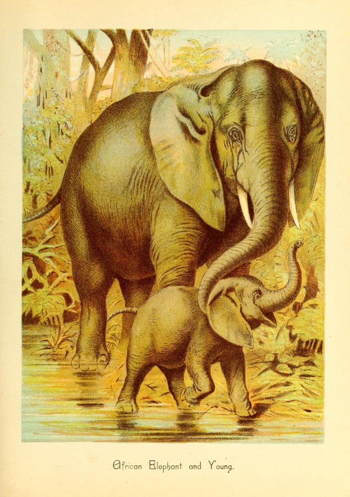 Friend and foe from field and forest 1890 African Elephant & young Canvas Art - Unknown (18 x 24)
