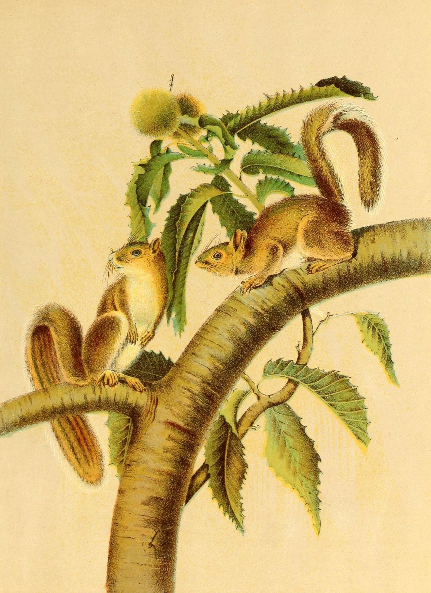 Friend and foe from field and forest 1890 Carolina grey squirrels Canvas Art - Unknown (24 x 36)