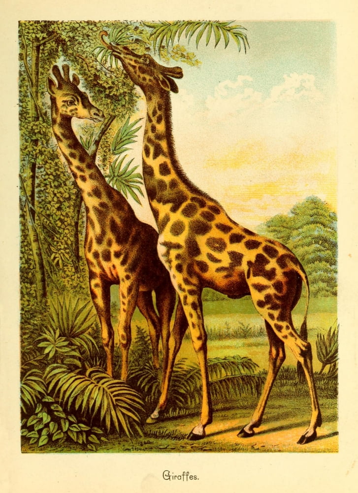 Friend and foe from field and forest 1890 Giraffes Canvas Art - Unknown (18 x 24)