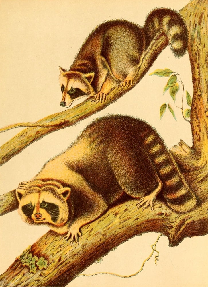 Friend and foe from field and forest 1890 Racoon Canvas Art - Unknown (18 x 24)