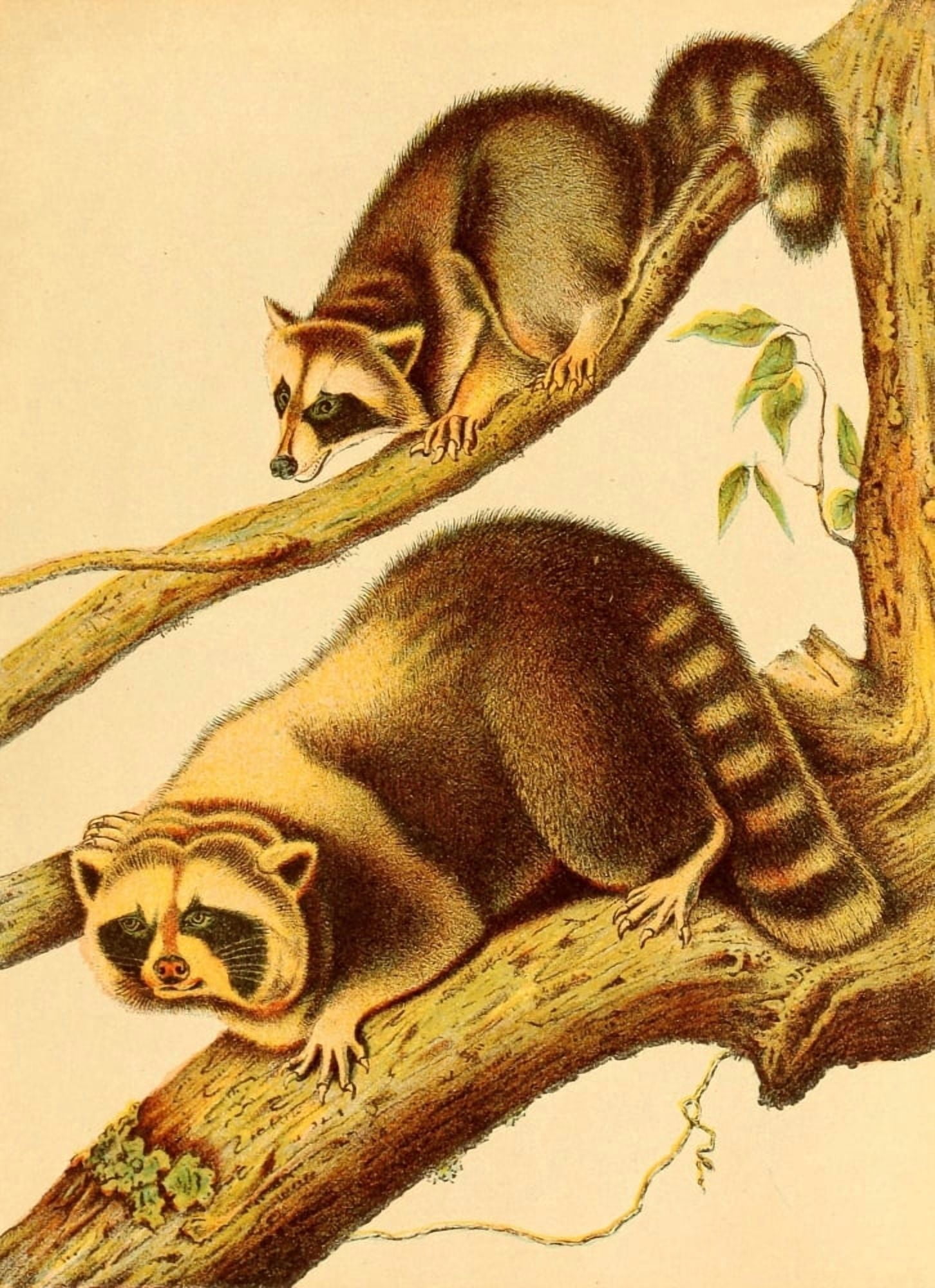 Friend and foe from field and forest 1890 Racoon Canvas Art - Unknown (24 x 36)