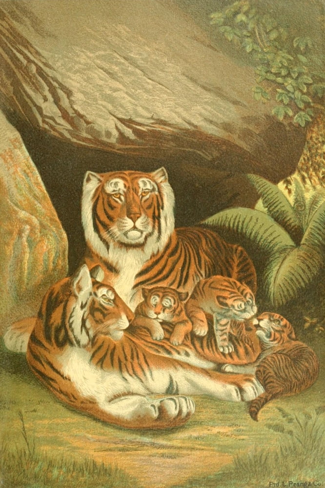 Friend and foe from field and forest 1890 Tigers at home Canvas Art - Unknown (24 x 36)