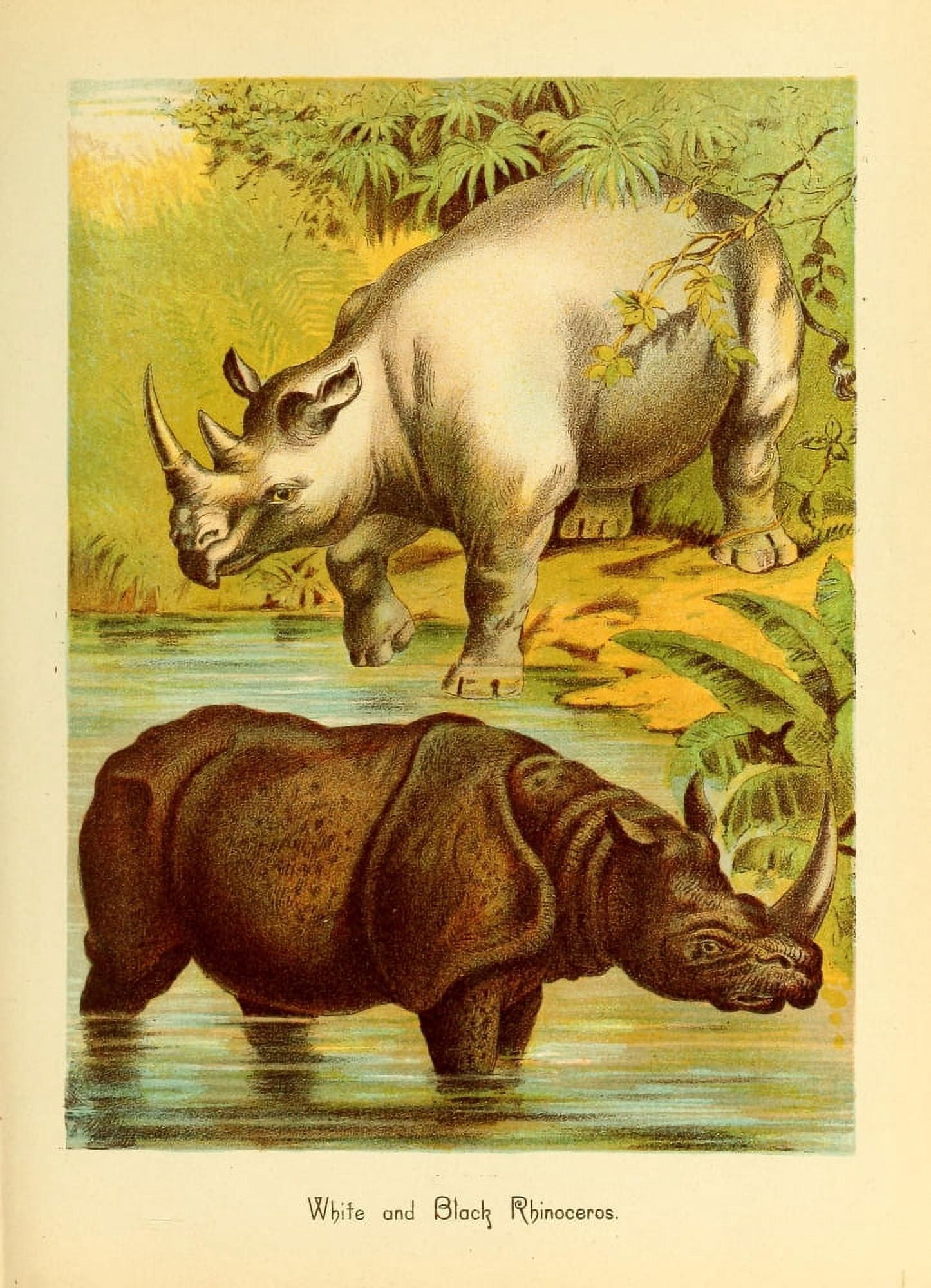 Friend and foe from field and forest 1890 White & Black Rhinocerous Canvas Art - Unknown (18 x 24)