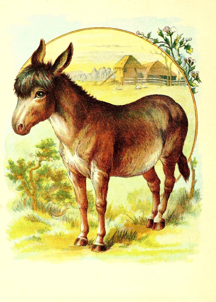 Friendly Animals 1905 Donkey Canvas Art - Unknown (24 x 36)